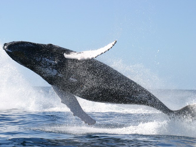 A whale seen catching some air.