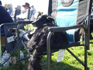 A spectator enjoys the sheepdog trials