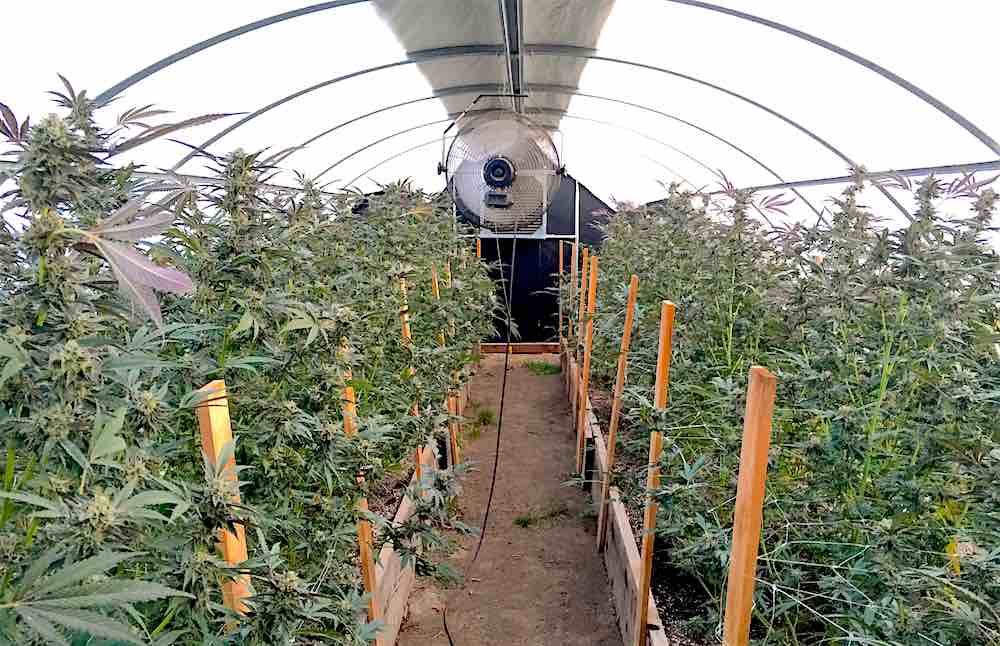 Cannabis in a light dep greenhouse.