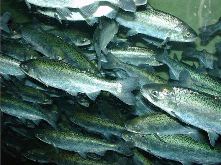 Chinook salmon swimming