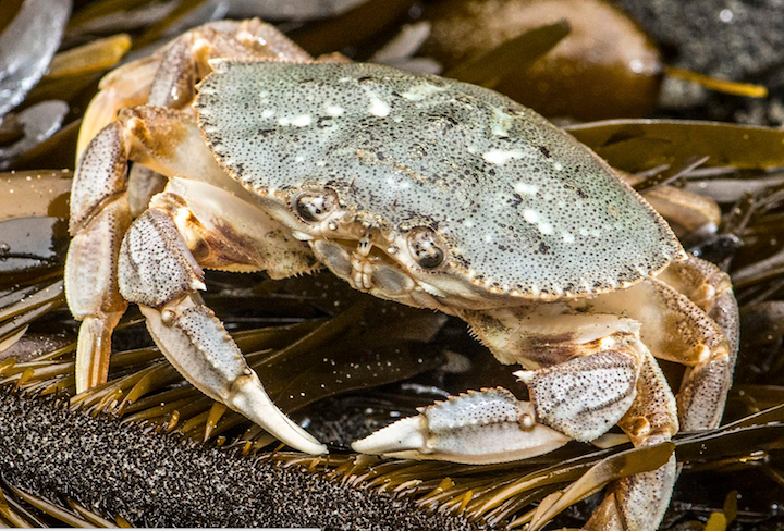 Dungeness crab from wikicommons.
