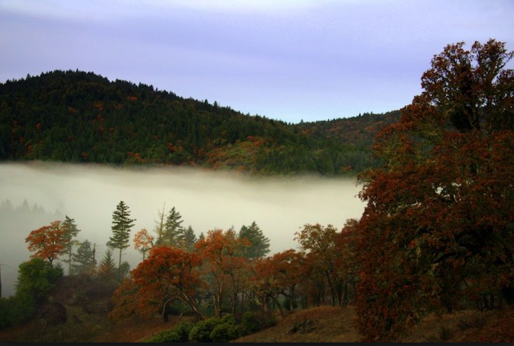 Mendocino forest fog