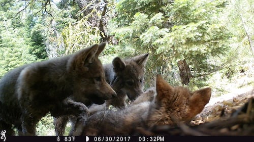Lassen pack grey wolf photo provided by USFS.