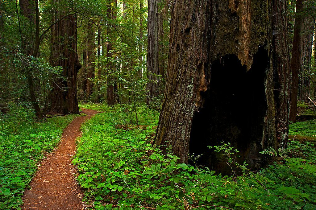 Hendy Woods, photo by California State Parks.