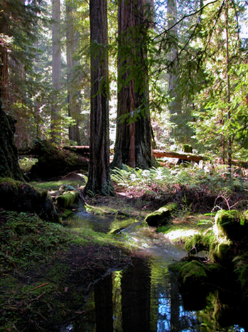 Forest stream in Mendocino County from CDFW.
