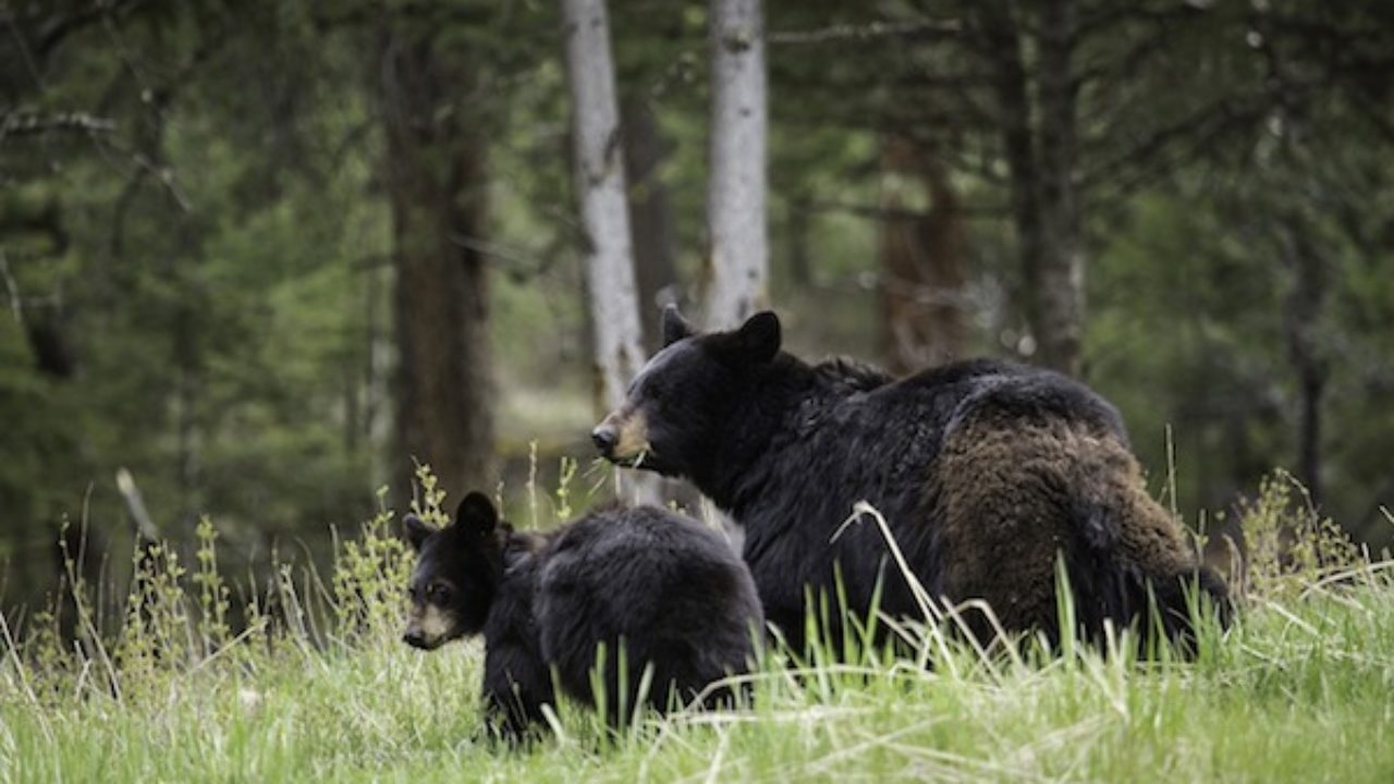 Black Bears Are On The Move For Spring Here S Some Safety Tips