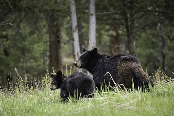 Don't approach a mother black bear and her cub!