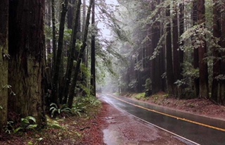 Redwoods on Highway 20 - AF Baumann