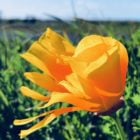 California Poppy — AF Baumann