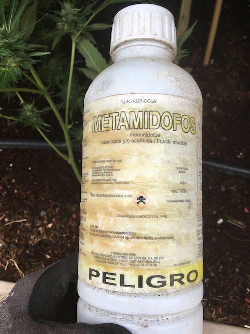 Metamidofos, the pesticide found by MCSO in the Branscomb cannabis garden
