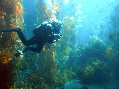 By Ed Bierman from Redwood City, USA - Dive buddy in deep green kelp forest, CC BY 2.0, https://commons.wikimedia.org/w/index.php?curid=3139798