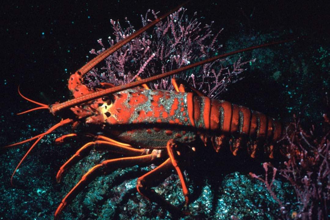Recreational spiny lobster season opened September 28 • The