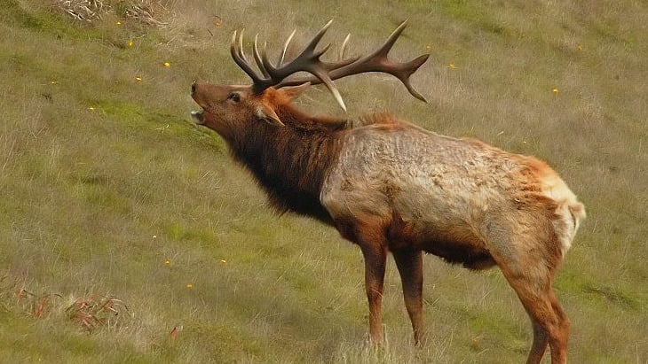 Elk rutting