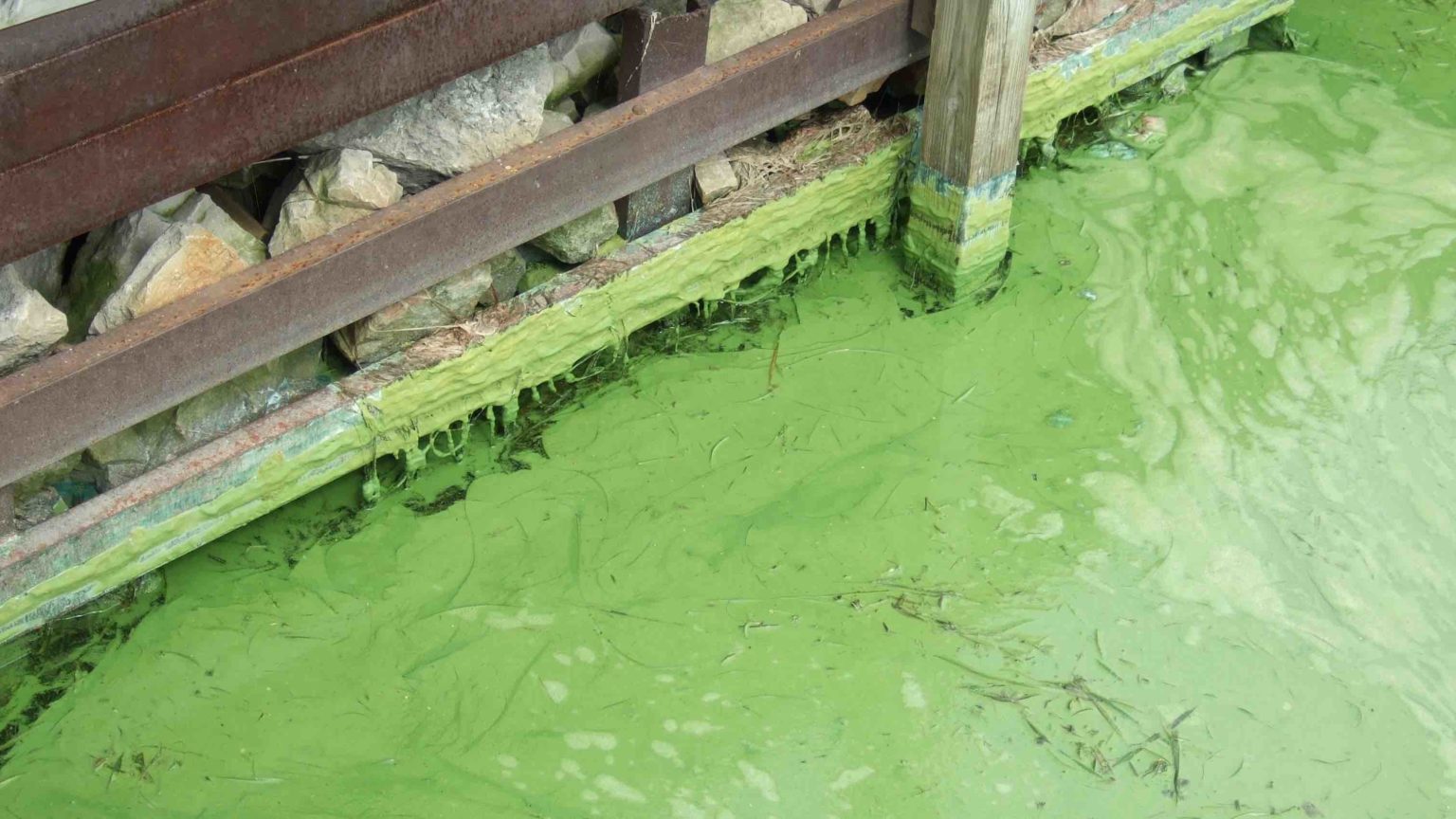Harmful algae blooms return to California waterways • The Mendocino