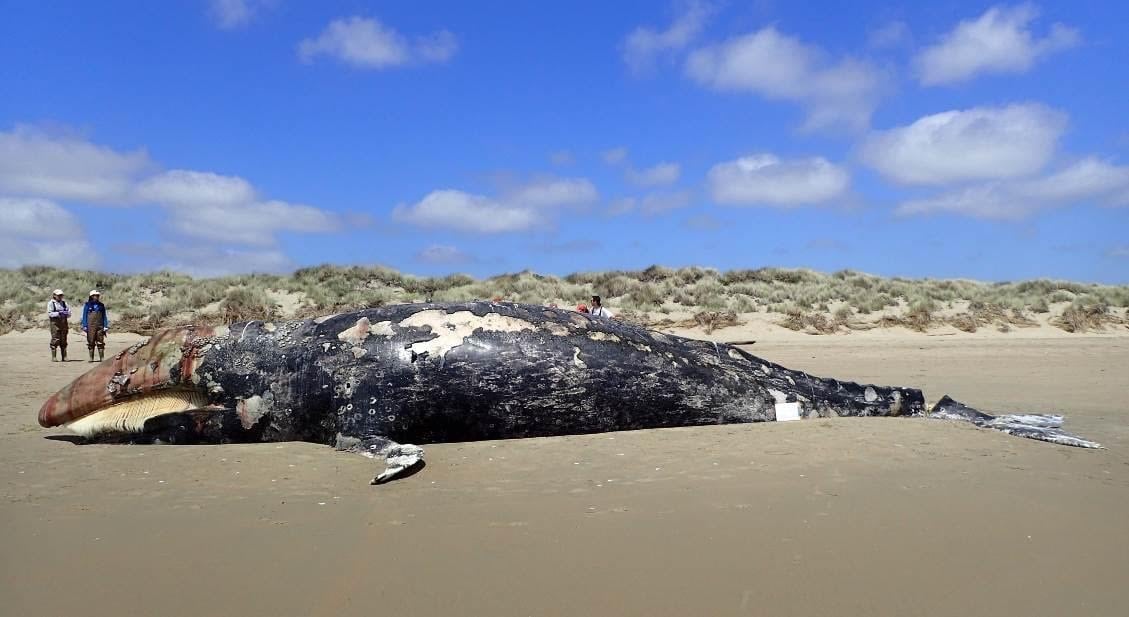 Starvation killing grey whales, scientists suspect climate change - The Mendocino Voice