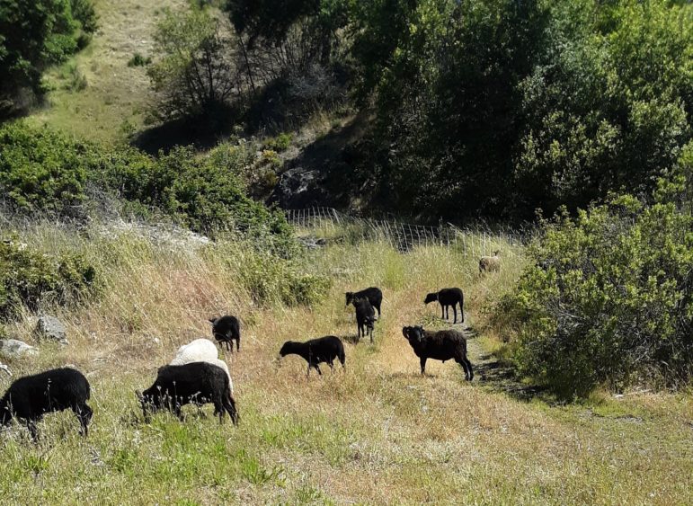 Could Sheep Goats Help Prevent Wildfires A Local Shepherd Advocates For Eco Friendly Fire Management The Mendocino Voicethe Mendocino Voice - goat land roblox