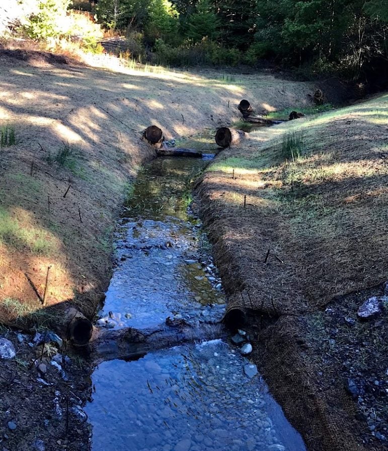 Coho salmon habitat restoration along a tributary of the Noyo River near Irmulco California. (Lana Cohen / The Mendocino Voice)