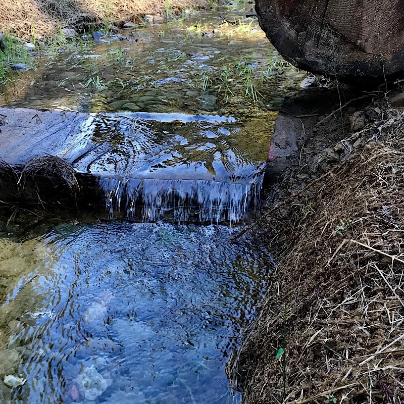 Coho salmon habitat restoration along a tributary of the Noyo River near Irmulco California. (Lana Cohen / The Mendocino Voice)