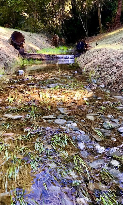 Creek restoration. (Lana Cohen / The Mendocino Voice)