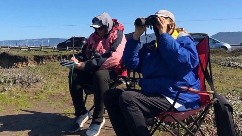 Teresa (Tree) and Scott Mercer watching whales swim by and recording how many there are in mid-March on the Point Arena bluff (Lana Cohen / The Mendocino Voice)