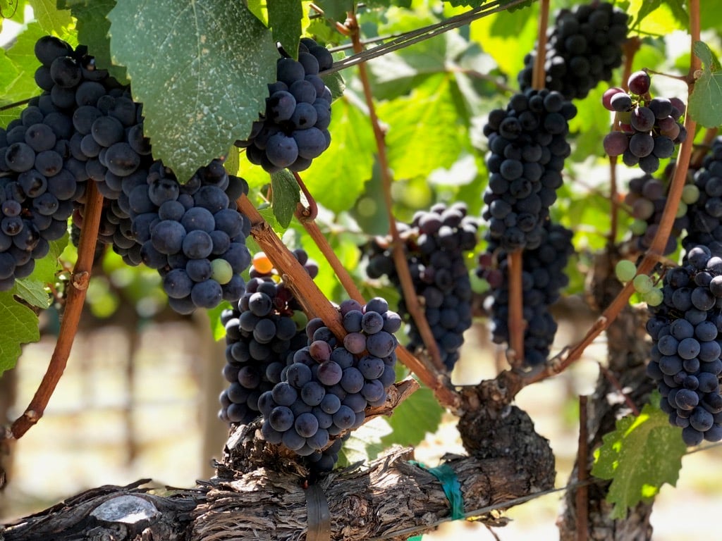 Clusters of deep purple pinot noir grapes hang from vines.