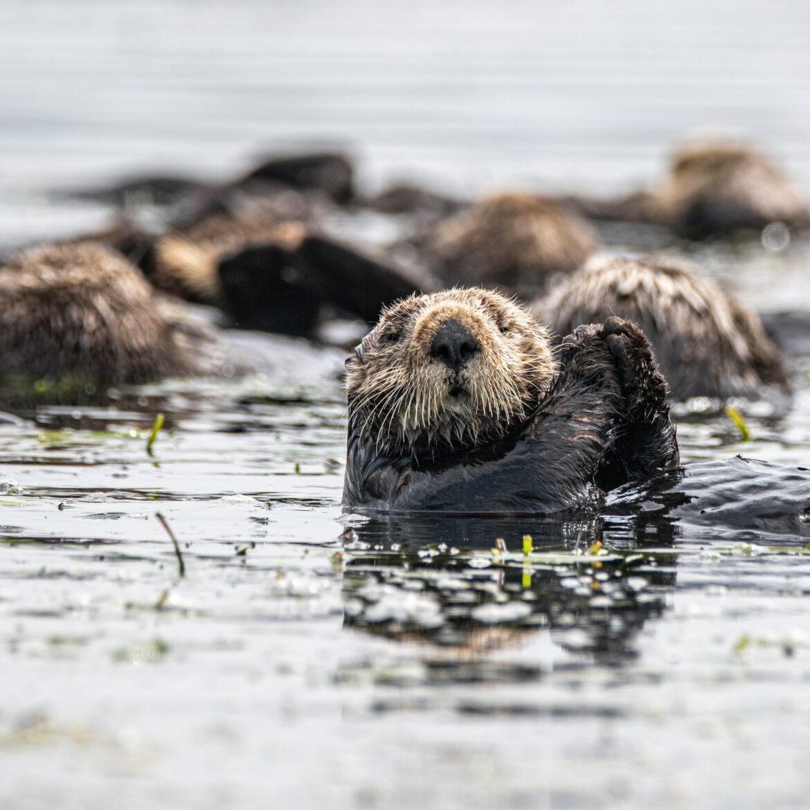 Otter we bring back sea otters? US Fish & Wildlife seek input at Fort ...