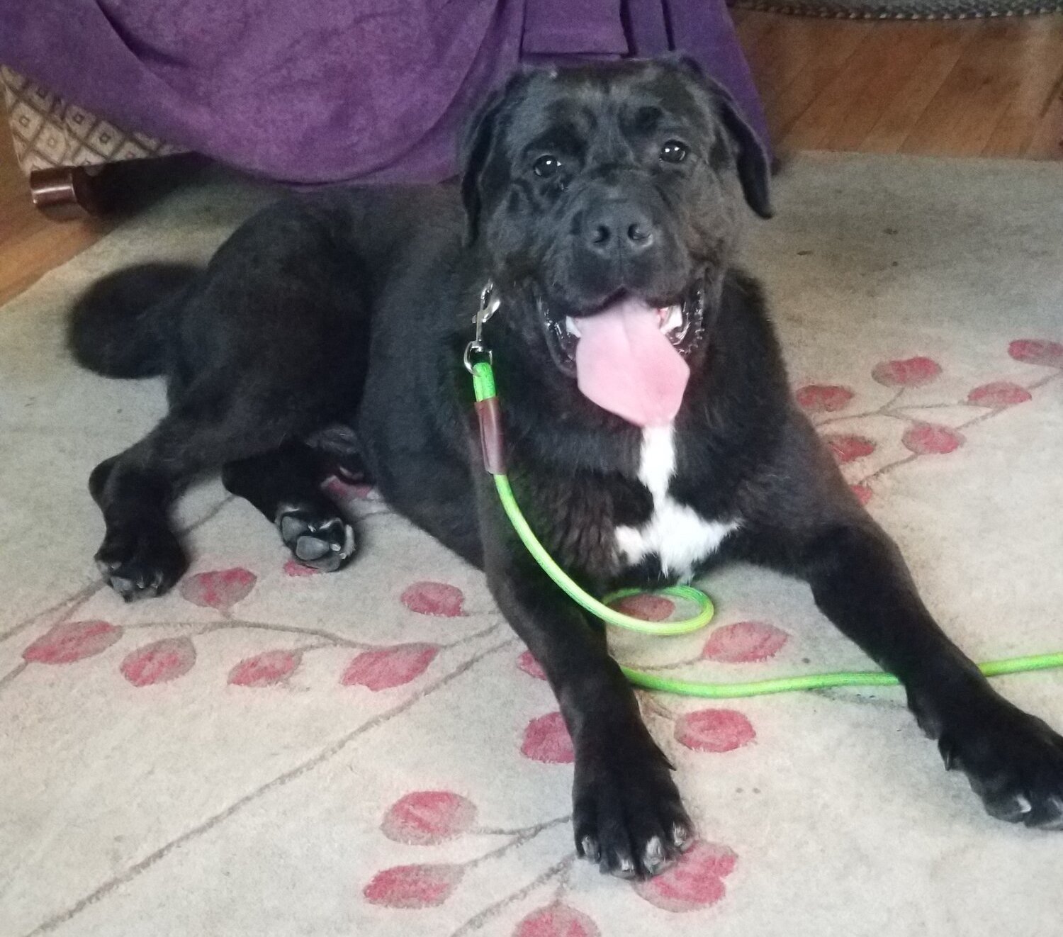 Mendocino County Featured Pet Marmaduke • The Mendocino Voice