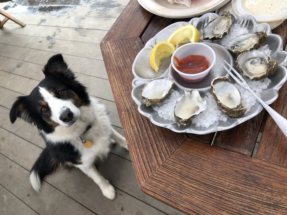 Dog Friendly Dining In Mendocino County