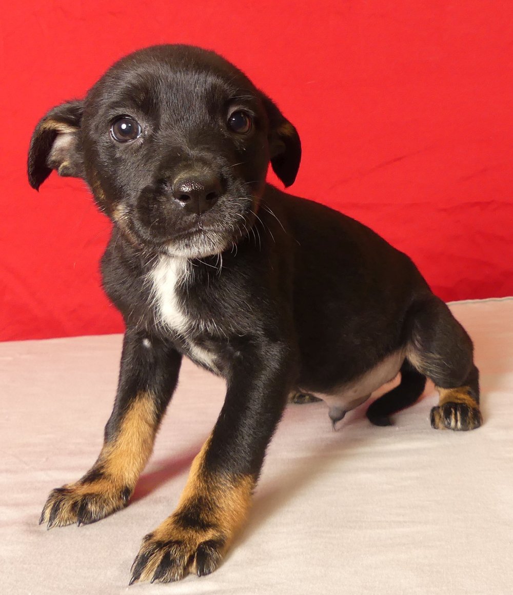 Mendocino County Featured Pets Puppies • The Mendocino Voice