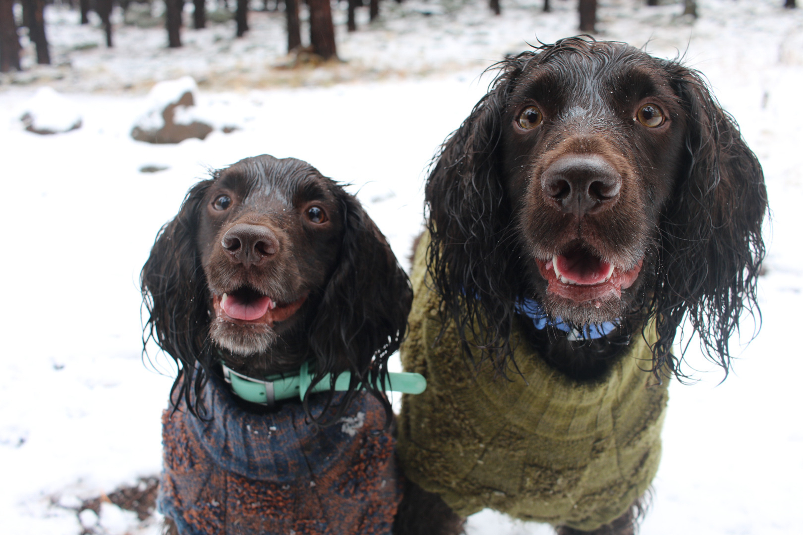 Don't forget pets when preparing for winter's cold. Here's what experts recommend