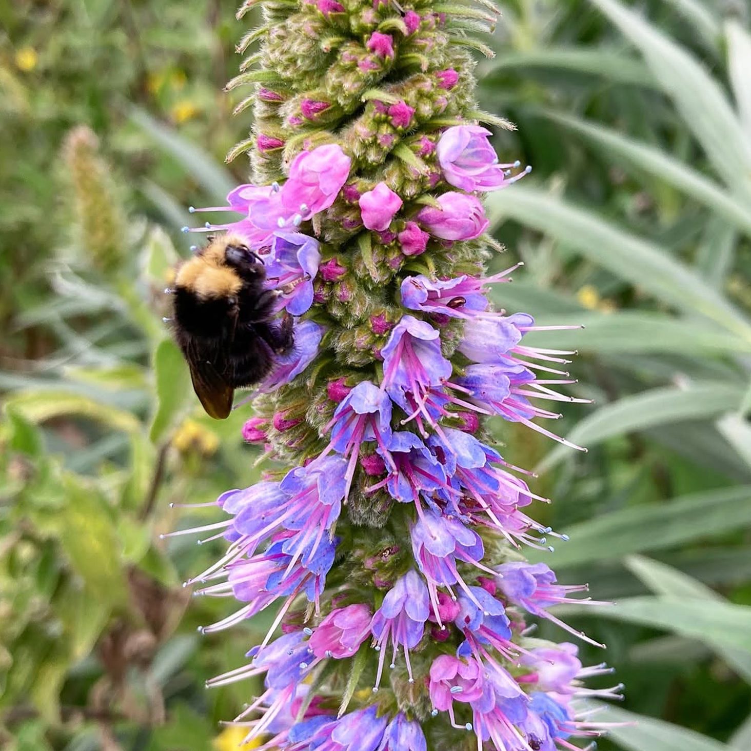 A bumblebee rests on a tall, vibrant flower spike with purple and pink blossoms, surrounded by green foliage.